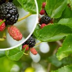 Moruša trpasličia (Morus rotundiloba) 'Mojo Berry' ® - výška 50-60 cm, kont. C3L